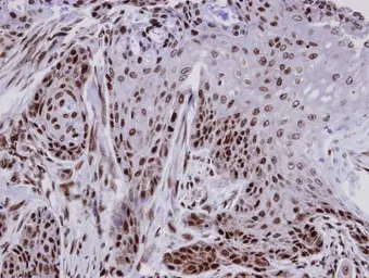 Anti-FCP1 antibody used in IHC (Paraffin sections) (IHC-P). GTX104649
