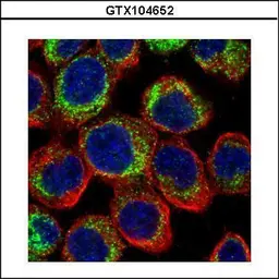 Anti-PDE4D antibody [C3], C-term used in Immunocytochemistry/ Immunofluorescence (ICC/IF). GTX104652