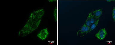 Anti-PCK2 antibody [C1C2], Internal used in Immunocytochemistry/ Immunofluorescence (ICC/IF). GTX104663