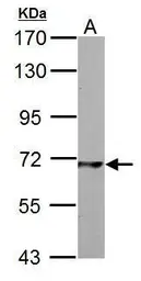 Anti-PCK2 antibody [C1C2], Internal used in Western Blot (WB). GTX104663