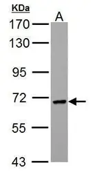 Anti-PCK2 antibody [C1C2], Internal used in Western Blot (WB). GTX104663