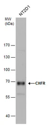 Anti-CHFR antibody [C3], C-term used in Western Blot (WB). GTX104667