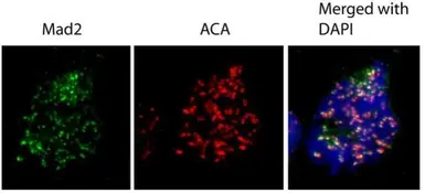 Anti-MAD2L1 antibody [C2C3], C-term used in Immunocytochemistry/ Immunofluorescence (ICC/IF). GTX104680