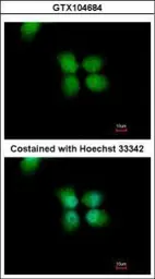 Anti-ORC4L antibody [C3], C-term used in Immunocytochemistry/ Immunofluorescence (ICC/IF). GTX104684