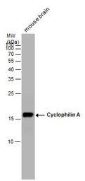 Anti-Cyclophilin A antibody [C1C3] used in Western Blot (WB). GTX104698