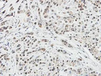 Anti-DUSP10 antibody [C3], C-term used in IHC (Paraffin sections) (IHC-P). GTX104712
