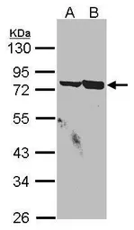 Anti-SSX2IP antibody [C3], C-term used in Western Blot (WB). GTX104750