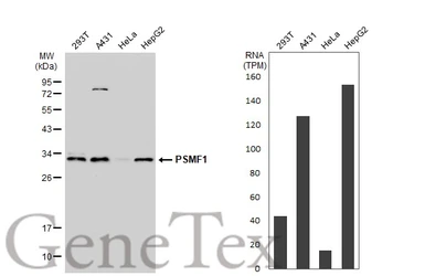 Anti-PSMF1 antibody [C2C3], C-term used in Western Blot (WB). GTX104760