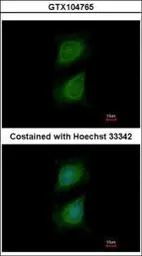 Anti-Plexin D1 antibody [C3], C-term used in Immunocytochemistry/ Immunofluorescence (ICC/IF). GTX104765