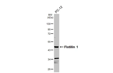 Anti-Flotillin 1 antibody [C3], C-term used in Western Blot (WB). GTX104769