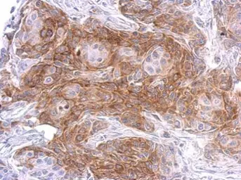 Anti-SIPA1 antibody [C3], C-term used in IHC (Paraffin sections) (IHC-P). GTX104786