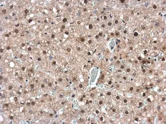 Anti-IRF6 antibody [C3], C-term used in IHC (Paraffin sections) (IHC-P). GTX104862