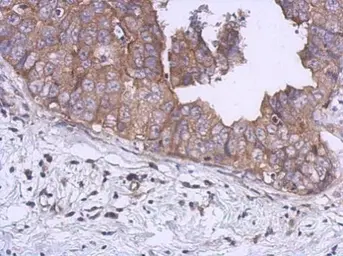 Anti-KIF5B antibody [C3], C-term used in IHC (Paraffin sections) (IHC-P). GTX104874