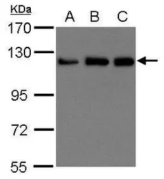Anti-KIF5B antibody [C3], C-term used in Western Blot (WB). GTX104874