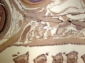 Anti-CLIC4 antibody used in IHC (Paraffin sections) (IHC-P). GTX104888