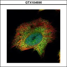 Anti-PSMA4 antibody used in Immunocytochemistry/ Immunofluorescence (ICC/IF). GTX104896