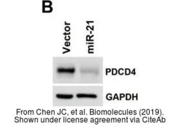 Anti-PDCD4 antibody used in Western Blot (WB). GTX104901