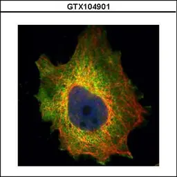 Anti-PDCD4 antibody used in Immunocytochemistry/ Immunofluorescence (ICC/IF). GTX104901