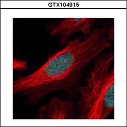 Anti-ZNF38 antibody [N2C2], Internal used in Immunocytochemistry/ Immunofluorescence (ICC/IF). GTX104915