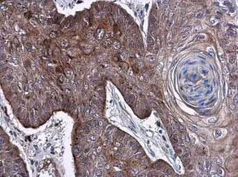 Anti-Elastase 3A antibody used in IHC (Paraffin sections) (IHC-P). GTX104918