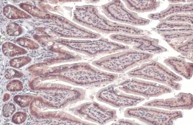 Anti-IPMK antibody [N1C2] used in IHC (Paraffin sections) (IHC-P). GTX104954