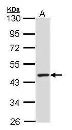 Anti-TULP3 antibody [N2C3] used in Western Blot (WB). GTX104995