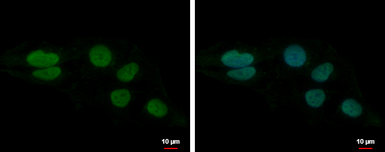 Anti-LUZP4 antibody [N1C3] used in Immunocytochemistry/ Immunofluorescence (ICC/IF). GTX105002