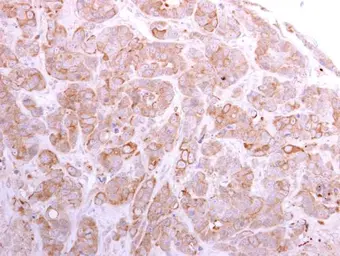 Anti-SLC26A8 antibody used in IHC (Paraffin sections) (IHC-P). GTX105009