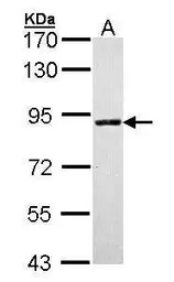 Anti-SLC26A8 antibody used in Western Blot (WB). GTX105009