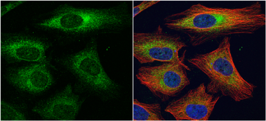 Anti-DAG1 antibody used in Immunocytochemistry/ Immunofluorescence (ICC/IF). GTX105038