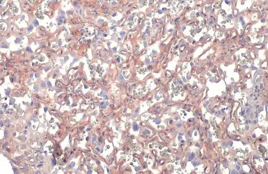 Anti-DAG1 antibody used in IHC (Paraffin sections) (IHC-P). GTX105038