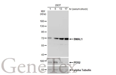 Anti-BMAL1 antibody [N1N3] used in Western Blot (WB). GTX105060
