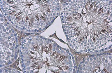 Anti-ZPBP antibody used in IHC (Paraffin sections) (IHC-P). GTX105073