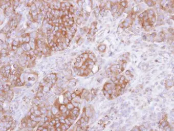 Anti-UST antibody [N1C3] used in IHC (Paraffin sections) (IHC-P). GTX105084