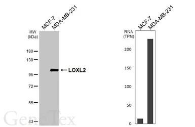 Anti-LOXL2 antibody used in Western Blot (WB). GTX105085