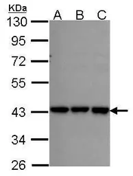 Anti-RFC2 antibody used in Western Blot (WB). GTX105087