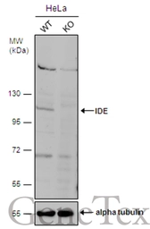 Anti-IDE antibody [N1N3] used in Western Blot (WB). GTX105095