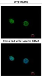 Anti-NR2C2 antibody used in Immunocytochemistry/ Immunofluorescence (ICC/IF). GTX105119