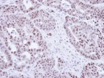 Anti-NR2C2 antibody used in IHC (Paraffin sections) (IHC-P). GTX105119