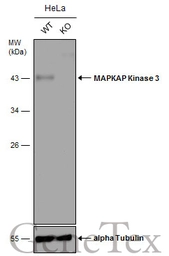 Anti-MAPKAP Kinase 3 antibody [N2C3] used in Western Blot (WB). GTX105147