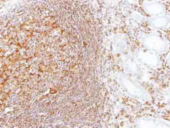 Anti-LBP antibody [N3C3] used in IHC (Paraffin sections) (IHC-P). GTX105154