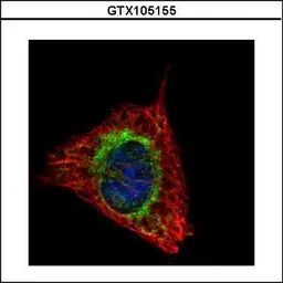 Anti-ETFA antibody used in Immunocytochemistry/ Immunofluorescence (ICC/IF). GTX105155