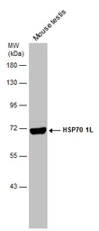 Anti-HSP70 1L antibody [C1C3] used in Western Blot (WB). GTX105164