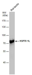 Anti-HSP70 1L antibody [C1C3] used in Western Blot (WB). GTX105164