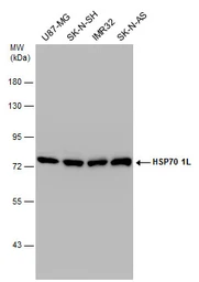 Anti-HSP70 1L antibody [C1C3] used in Western Blot (WB). GTX105164
