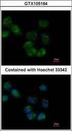 Anti-HSP70 1L antibody [C1C3] used in Immunocytochemistry/ Immunofluorescence (ICC/IF). GTX105164