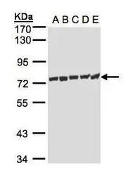 Anti-HSP70 1L antibody [C1C3] used in Western Blot (WB). GTX105164