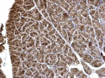 Anti-HADH antibody used in IHC (Paraffin sections) (IHC-P). GTX105167