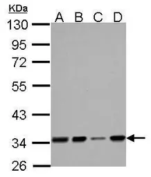 Anti-HADH antibody used in Western Blot (WB). GTX105167