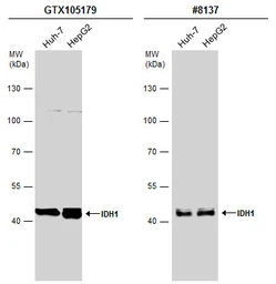 Anti-IDH1 antibody used in Western Blot (WB). GTX105179